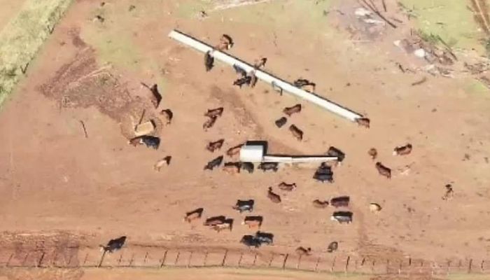 Contrabando de gado na fronteira com a Argentina coloca em risco exportação de carne pelo Paraná